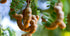 Premium Spicy Tamarind Chutney Sauce - 15 Oz, Great Dipping Sauce for Samosas