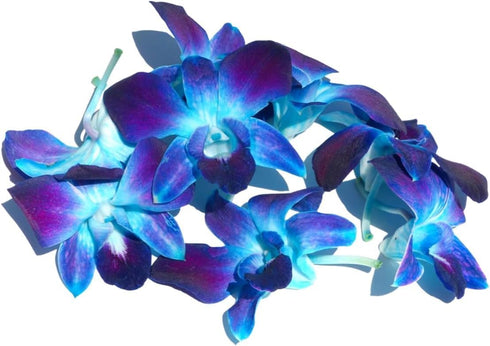 (50 Miami Fresh Orchid Flower OrchidClub USA Sunne Tropical Loose Bloom DIY Lei, food & drink decoration BLUE)