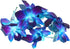(50 Miami Fresh Orchid Flower OrchidClub USA Sunne Tropical Loose Bloom DIY Lei, food & drink decoration BLUE)