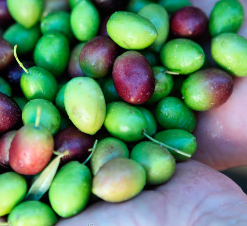 Oro Bailen 99 Oro Bailn - Olive oil Bailn Galgn SL