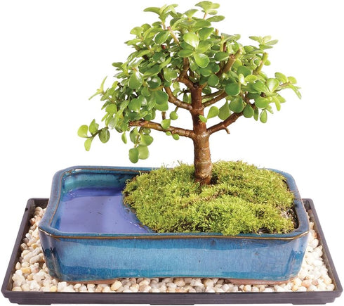 Brussel's Bonsai Live Dwarf Jade Bonsai Tree, Indoor - Medium, 4 Years