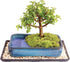 Brussel's Bonsai Live Dwarf Jade Bonsai Tree, Indoor - Medium, 4 Years