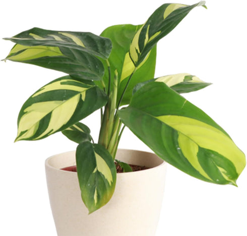 4 Inch Calathea Pilosa - Live Plant in a Growers Pot - Calathea Ctenanthe 'Pilosa' - Beautiful and Elegant Easy Care