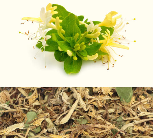 PALPLUS -10.58 (300g) Organic Natural Pure Honeysuckle Flower(Lonicera Japonica) Dried Bulk Herbs Ounce