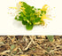 PALPLUS -10.58 (300g) Organic Natural Pure Honeysuckle Flower(Lonicera Japonica) Dried Bulk Herbs Ounce