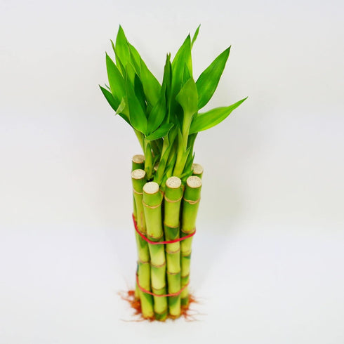 Athena's Garden 10" Bamboo Stalks with Shoots