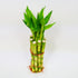 Athena's Garden 10" Bamboo Stalks with Shoots