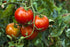 2 Food to Live - Organic Sun-Dried Tomatoes with Sea Salt, Pounds - Salted, Non-GMO, Kosher, Raw, Vegan, Unsulfured