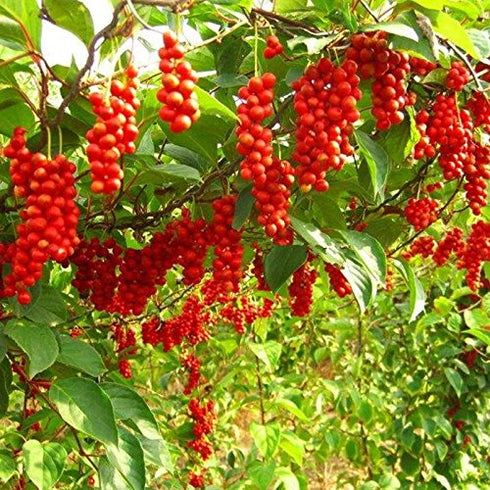 8.8oz, wananfu Schisandra Berry Dried Schizandra Berries for Tea, Wuweizi ()