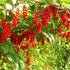 8.8oz, wananfu Schisandra Berry Dried Schizandra Berries for Tea, Wuweizi ()