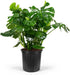 Monstera Deliciosa Swiss Cheese Plant - Tropical Indoor Houseplant, Exotic Air Purifying,