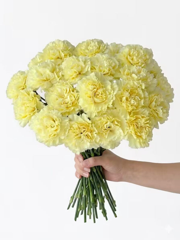 Cassiolina Fresh Carnation Flowers Bouquet 40 Stems Colorful Carnations Fresh Cut Flowers for