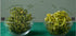 45g (1.5oz, Pack 1), SHROOTS Dehydrated Green Bell Pepper Flakes (Capsicum) Air Dried Dehydrated Vegetable, of Gluten
