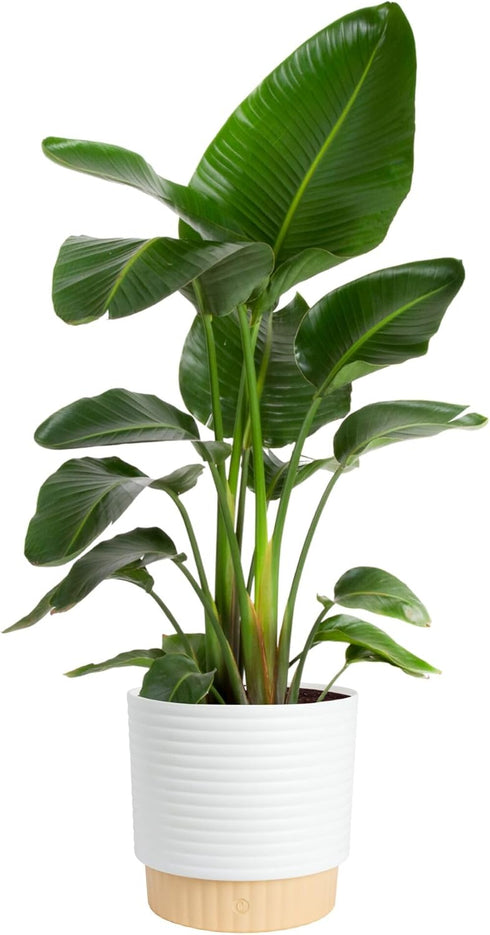 Costa Farms White Bird of Paradise Live Plant in Decorative Pot, Large