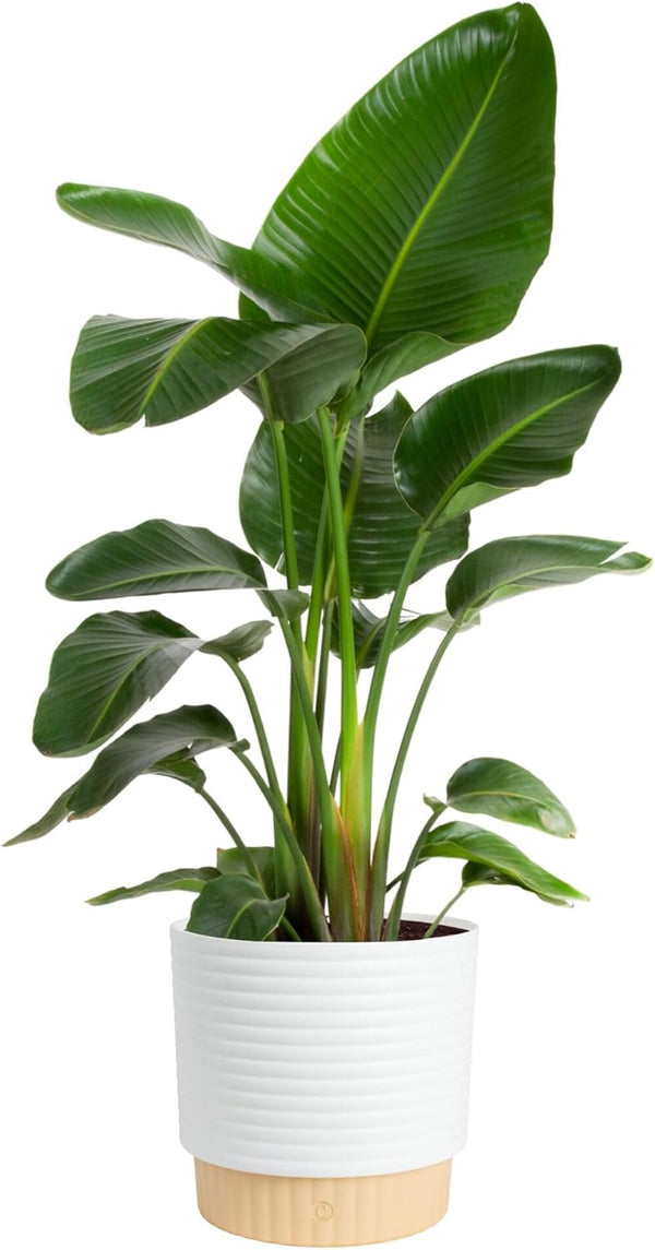 Costa Farms White Bird of Paradise Live Plant in Decorative Pot, Large