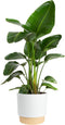 Costa Farms White Bird of Paradise Live Plant in Decorative Pot, Large