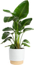 Costa Farms White Bird of Paradise Live Plant in Decorative Pot, Large