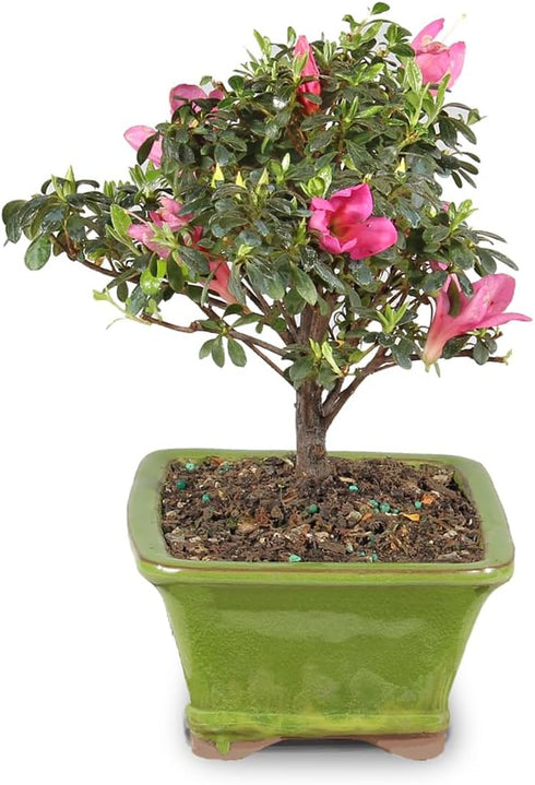 5 5-8 Inches Brussel's Bonsai - Live Satsuki Azalea Flowering Bonsai Tree in Ceramic Bonsai Pot, Outdoor Bonsai Tree