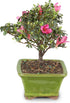 5 5-8 Inches Brussel's Bonsai - Live Satsuki Azalea Flowering Bonsai Tree in Ceramic Bonsai Pot, Outdoor Bonsai Tree