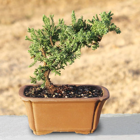 3 4-6 Inches Brussel's Bonsai - Live Green Mound Juniper Bonsai Tree, Outdoor Bonsai Tree Live Plant in Decorative