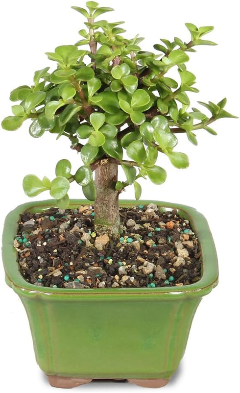 3 5-8 Inches Brussel's Bonsai - Live Dwarf Jade Bonsai Tree in a Ceramic Bonsai Pot, Indoor Succulent Houseplant, Years