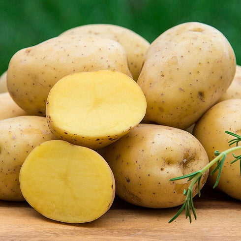 Gurney's Seed & Nursery Company 2-lb Yukon Gold Seed Potato - Best Early Eating Potato on The Market - Includes one Bag