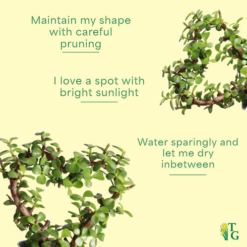 4-inch Thorsen's Greenhouse, Heart-Shaped Jade Bonsai Plant, Live Indoor Plant, Gift, Succulent Plant, Diameter Pot