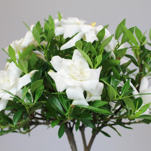 4 6-8 Inches Brussel's Bonsai - Live Gardenia Bonsai Tree, Outdoor Bonsai Plant in Grower Pot, Years Old, Tall, Easy