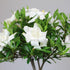 4 6-8 Inches Brussel's Bonsai - Live Gardenia Bonsai Tree, Outdoor Bonsai Plant in Grower Pot, Years Old, Tall, Easy