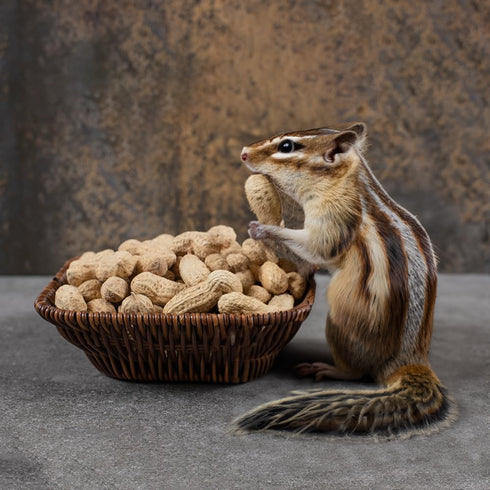 2 lbs Naturalee Peanuts, Plain In Shell - Raw, Unsalted - Natural Healthy Snack, Squirrel or Wildlife Feed