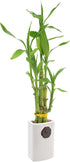 Arcadia Garden Products 5-Stem Lucky Bamboo, Live Indoor Plant in Contour II Ceramic Planter for Home, Work, or Gift