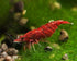 15+ RedYellow-Orange Live Freshwater Shrimp High Grade Live Shrimps - Freshwater Shrimp Aquarium Inverts, Hardy Nano