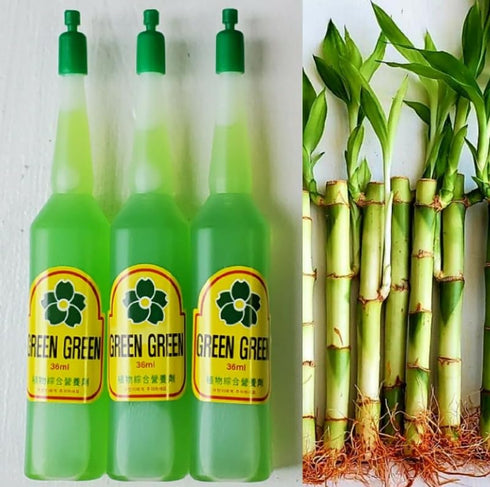 Generic 5 6 inches Lucky Bamboo with Plant Fertilizer, Feng Shui, Bring Good Luck to Your Home, Ideal Gift, Easy