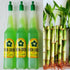 Generic 5 6 inches Lucky Bamboo with Plant Fertilizer, Feng Shui, Bring Good Luck to Your Home, Ideal Gift, Easy