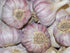 S&C (3 Count) Fresh Organic Italian Garlic, Must Have for Gourmet Italian Cuisine, USDA Certified Organic, Produce