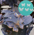 50Pcs Edible Wafer Cupcake Toppers, Cake DIY White Blank Butterfly Cake Decoration Birthday Mix Size