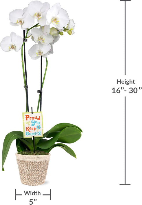 5" Green Circle Growers White & Yellow Orchid in White Jute Planter, Live Plant Proud of You