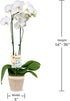5" Green Circle Growers White & Yellow Orchid in White Jute Planter, Live Plant Proud of You