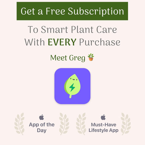 6-Inch American Plant Exchange Cast Iron Plant Live Potted Evergreen, Low-Maintenance Hardy Houseplant