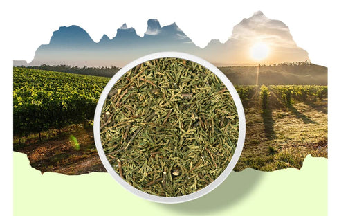 PALPLUS -10.58 (300g) Organic Natural Pure Hinoki Cypress(Japanese Cypress) Cypress Leaves & Stems,Leaf Dried Bulk