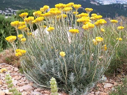 unbranded Immortelle 7 OZ, 200 Helichrysum Dried Flowers from Armenia grams Wild Harvest PREMIUM QUALITY
