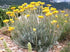 unbranded Immortelle 7 OZ, 200 Helichrysum Dried Flowers from Armenia grams Wild Harvest PREMIUM QUALITY