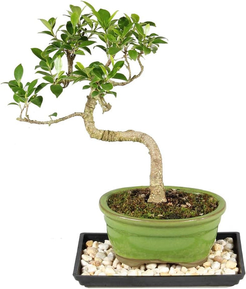 Brussel's Bonsai - Live Golden Gate Ficus Bonsai Tree with Ceramic Bonsai