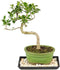 Brussel's Bonsai - Live Golden Gate Ficus Bonsai Tree with Ceramic Bonsai