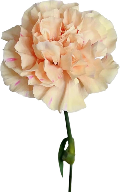 38 Next-day delivery Apple Tea Color Carnation Flowers DIY Hydroponic Flower Arrangement Mothers Day Gift Birthday
