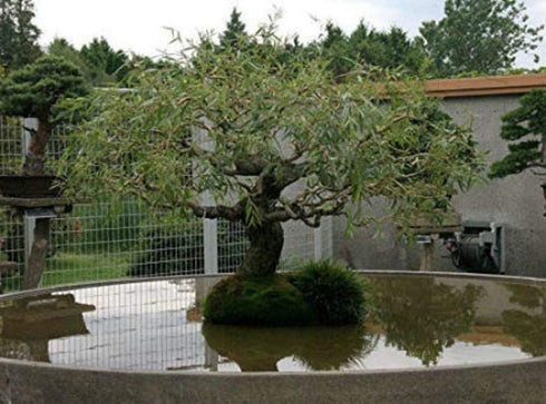 Jumbo Bonsai Tree Dragon Claw Willow - 3 foot tall Trunk approx