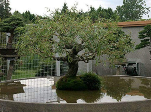 Jumbo Bonsai Tree Dragon Claw Willow - 3 foot tall Trunk approx