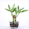 Athena's Garden Good Health Bamboo Arrangement