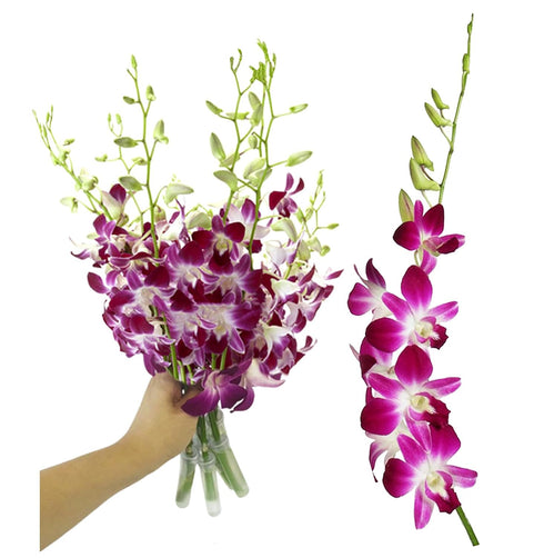 (10 Sunne Tropical OrchidClub USA Fresh Cut Flowers Orchids Stems Dendro PURPLE)