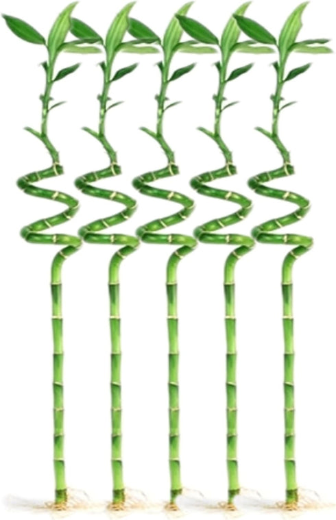 Generic 5 Stalks of 12 Inch Spiral Lucky Bamboo with one Free Bottle